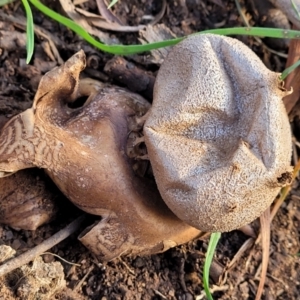 Myriostoma australianum at Cook, ACT - 5 Jul 2022