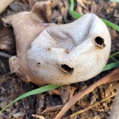 Myriostoma australianum at Cook, ACT - 5 Jul 2022