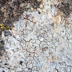 Lichen - crustose at Cook, ACT - 5 Jul 2022