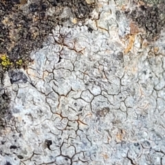 Lichen - crustose at Cook, ACT - 4 Jul 2022 by trevorpreston