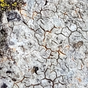 Lichen - crustose at Cook, ACT - 5 Jul 2022