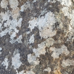 Lichen - crustose at Cook, ACT - 5 Jul 2022