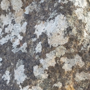 Lichen - crustose at Cook, ACT - 5 Jul 2022