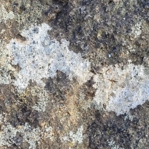 Lichen - crustose at Cook, ACT - 5 Jul 2022