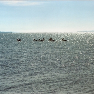 Pelecanus conspicillatus at Goon Nure, VIC - 2 Apr 1999