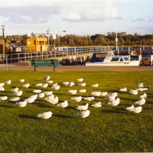 Chroicocephalus novaehollandiae (Silver Gull) at Lakes Entrance, VIC by michaelb