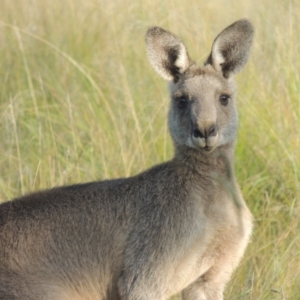 Macropus giganteus at Molonglo Valley, ACT - 22 Mar 2022 05:22 PM