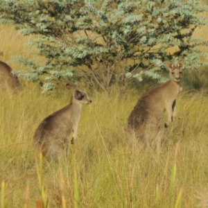 Macropus giganteus at Molonglo Valley, ACT - 22 Mar 2022 05:22 PM