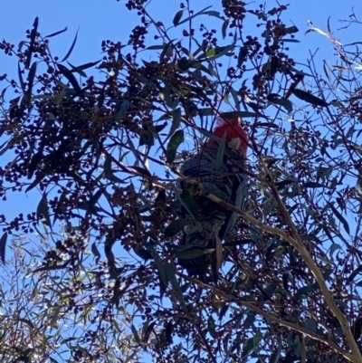 Callocephalon fimbriatum (Gang-gang Cockatoo) at Conder, ACT - 5 Jul 2022 by Shazw