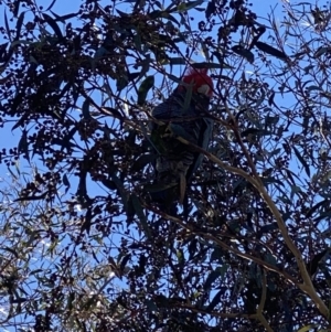 Callocephalon fimbriatum at Conder, ACT - suppressed