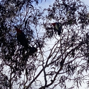 Callocephalon fimbriatum at Conder, ACT - suppressed