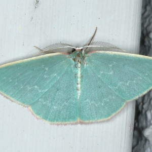 Chlorocoma dichloraria at Ainslie, ACT - 3 Nov 2021 07:54 PM