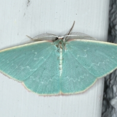 Chlorocoma dichloraria (Guenee's or Double-fringed Emerald) at Ainslie, ACT - 3 Nov 2021 by jb2602