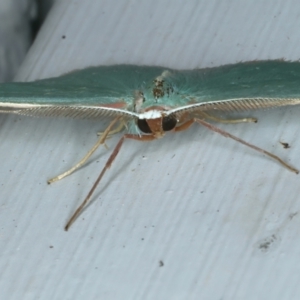 Chlorocoma dichloraria at Ainslie, ACT - 3 Nov 2021 07:54 PM