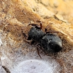 Unidentified Spider (Araneae) at Crace Grasslands - 5 Jul 2022 by trevorpreston