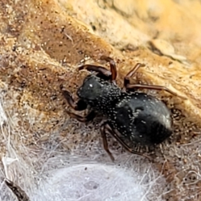 Unidentified Spider (Araneae) at Crace Grasslands - 5 Jul 2022 by trevorpreston