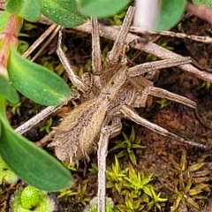 Argoctenus sp. (genus) (Wandering ghost spider) at Crace Grasslands - 5 Jul 2022 by trevorpreston