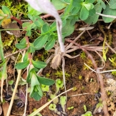 Argoctenus sp. (genus) at Mitchell, ACT - 5 Jul 2022