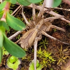 Argoctenus sp. (genus) at Mitchell, ACT - 5 Jul 2022