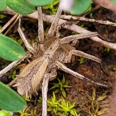 Argoctenus sp. (genus) at Mitchell, ACT - 5 Jul 2022