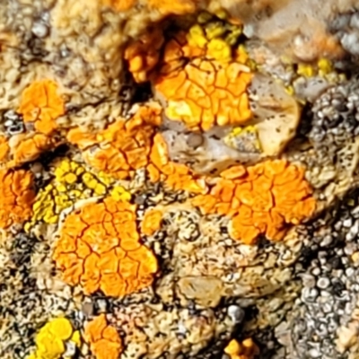 Caloplaca sp. (Firedot Lichen) at Crace Grasslands - 5 Jul 2022 by trevorpreston