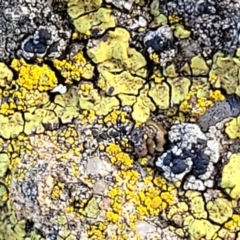 Lichen - crustose at Crace Grasslands - 5 Jul 2022 by trevorpreston