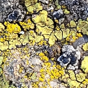 Lichen - crustose at Mitchell, ACT - 5 Jul 2022