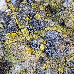 Lichen - crustose at Mitchell, ACT - 5 Jul 2022