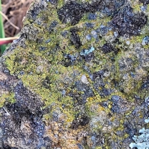 Lichen - crustose at Mitchell, ACT - 5 Jul 2022