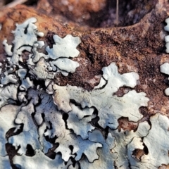 Lichen - foliose at Crace Grasslands - 5 Jul 2022 by trevorpreston