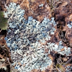 Lichen - foliose at Mitchell, ACT - 5 Jul 2022