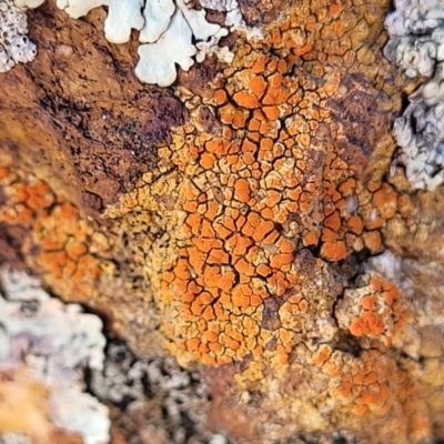 Caloplaca sp. (Firedot Lichen) at Crace Grasslands - 5 Jul 2022 by trevorpreston