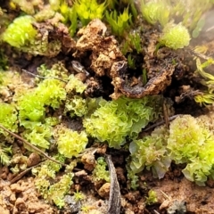Fossombronia sp. (genus) (A leafy liverwort) at Mitchell, ACT - 5 Jul 2022 by trevorpreston