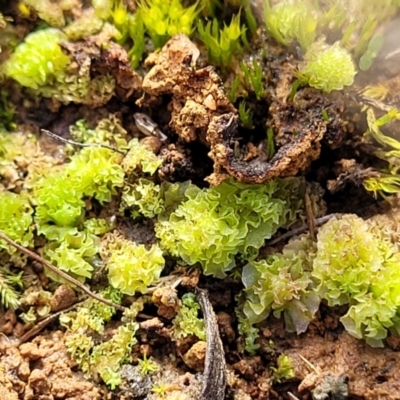Fossombronia sp. (genus) (A leafy liverwort) at Crace Grasslands - 5 Jul 2022 by trevorpreston
