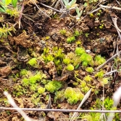 Fossombronia sp. (genus) at Mitchell, ACT - 5 Jul 2022