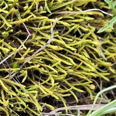 Triquetrella (A trailing moss) at Crace Grasslands - 5 Jul 2022 by trevorpreston