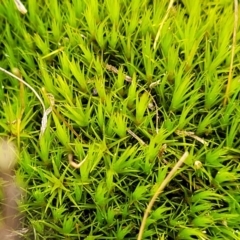 Campylopus (A moss) at Crace Grasslands - 5 Jul 2022 by trevorpreston