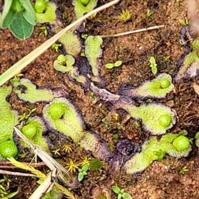 Asterella drummondii (A thallose liverwort) at Crace Grasslands - 5 Jul 2022 by trevorpreston