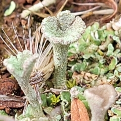 Cladonia sp. (genus) (Cup Lichen) at Crace Grasslands - 5 Jul 2022 by trevorpreston