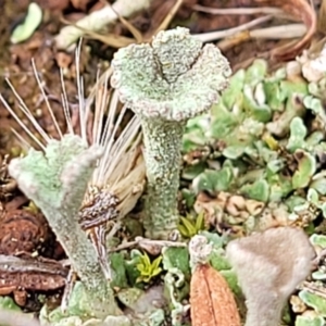 Cladonia sp. (genus) at Mitchell, ACT - 5 Jul 2022