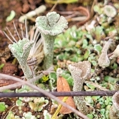 Cladonia sp. (genus) at Mitchell, ACT - 5 Jul 2022 11:17 AM