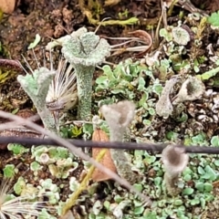 Cladonia sp. (genus) at Mitchell, ACT - 5 Jul 2022 11:17 AM