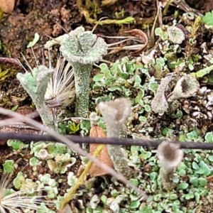 Cladonia sp. (genus) at Mitchell, ACT - 5 Jul 2022 11:17 AM