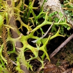 Cladia aggregata (A lichen) at Crace Grasslands - 5 Jul 2022 by trevorpreston