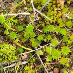 Bryaceae (family) (A moss) at Crace Grasslands - 5 Jul 2022 by trevorpreston