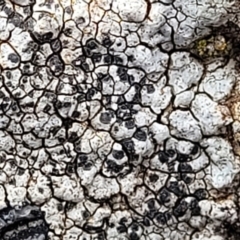 Lichen - crustose at Crace Grasslands - 5 Jul 2022 by trevorpreston