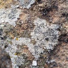 Lichen - crustose at Mitchell, ACT - 5 Jul 2022