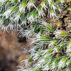 Grimmia sp. (A moss) at Crace Grasslands - 5 Jul 2022 by trevorpreston