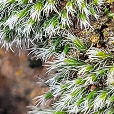 Grimmia sp. (A moss) at Crace Grasslands - 5 Jul 2022 by trevorpreston