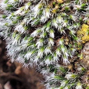 Grimmia sp. at Mitchell, ACT - 5 Jul 2022